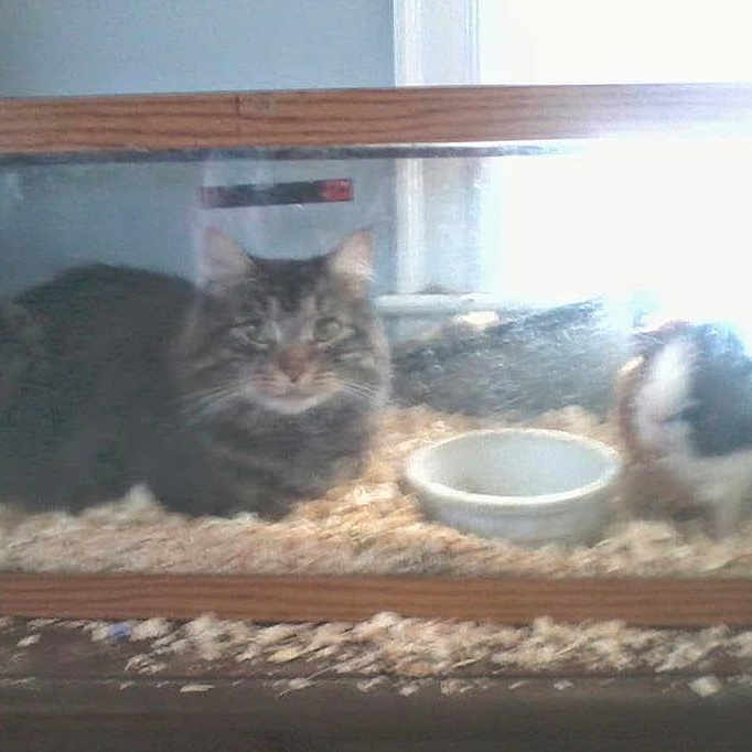 Maxwell Crowell is registered to the contest to win money with this photo: abyssinian, animal, bowl, canine, cat, computerhardware, dog, electronics, hamster, hardware, kitten, manx, mouse, pet, plant, porcupine, pottedplant, rabbit, rodent, window