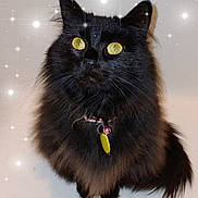 Mya joined the competition — help win amazing prizes! animal, background, bell, black_cat, cat, close_up, collar, cute, domestic_animal, feline, fluffy_fur, fur, indoor, looking_up, pet, portrait, sitting, sparkles, whiskers, yellow_eyes