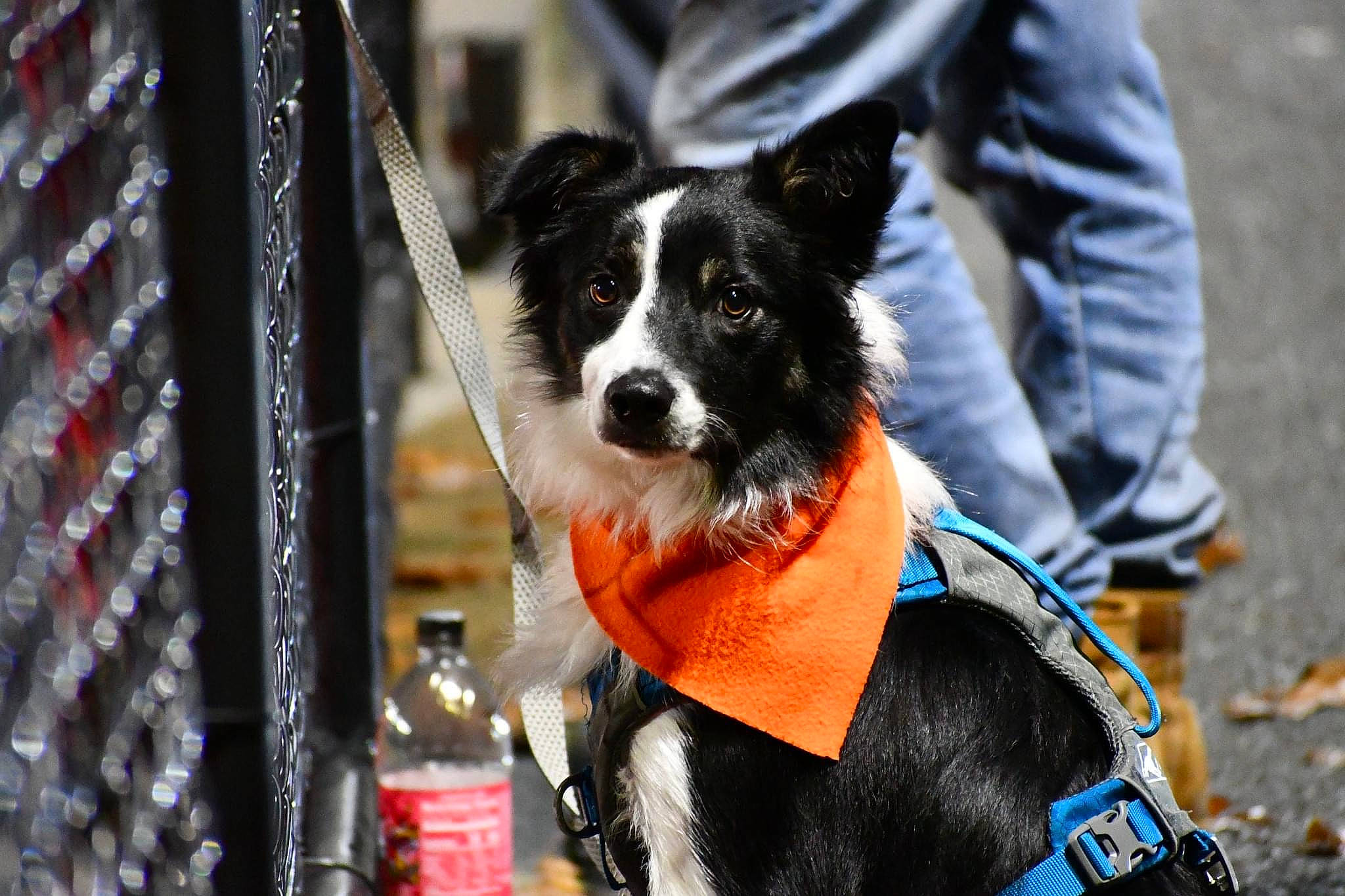 Louie joined the competition — help win amazing prizes! bottle, canidae, carnivore, collar, companion_dog, dog, dog_breed, dog_clothes, dog_collar, dog_supply, fur, herding_dog, pet_supply, snout, sporting_group, toy_dog, water_bottle, whiskers, working_animal, working_dog