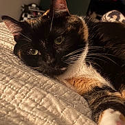 Amber is registered to the contest to win money with this photo: cat, calico, pet, animal, feline, whiskers, close_up, relaxing, bed, blanket, indoor, fur, ears, paw, sleepy, cozy, domestic_animal, portrait, cute, resting