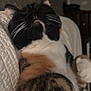 Amber is registered to the contest to win money with this photo: cat, calico, feline, pet, fur, whiskers, relaxed, lying_down, indoor, quilted_blanket, cozy, paw, sleepy, animal, domestic_animal, closeup, soft, cute, resting, fur_pattern