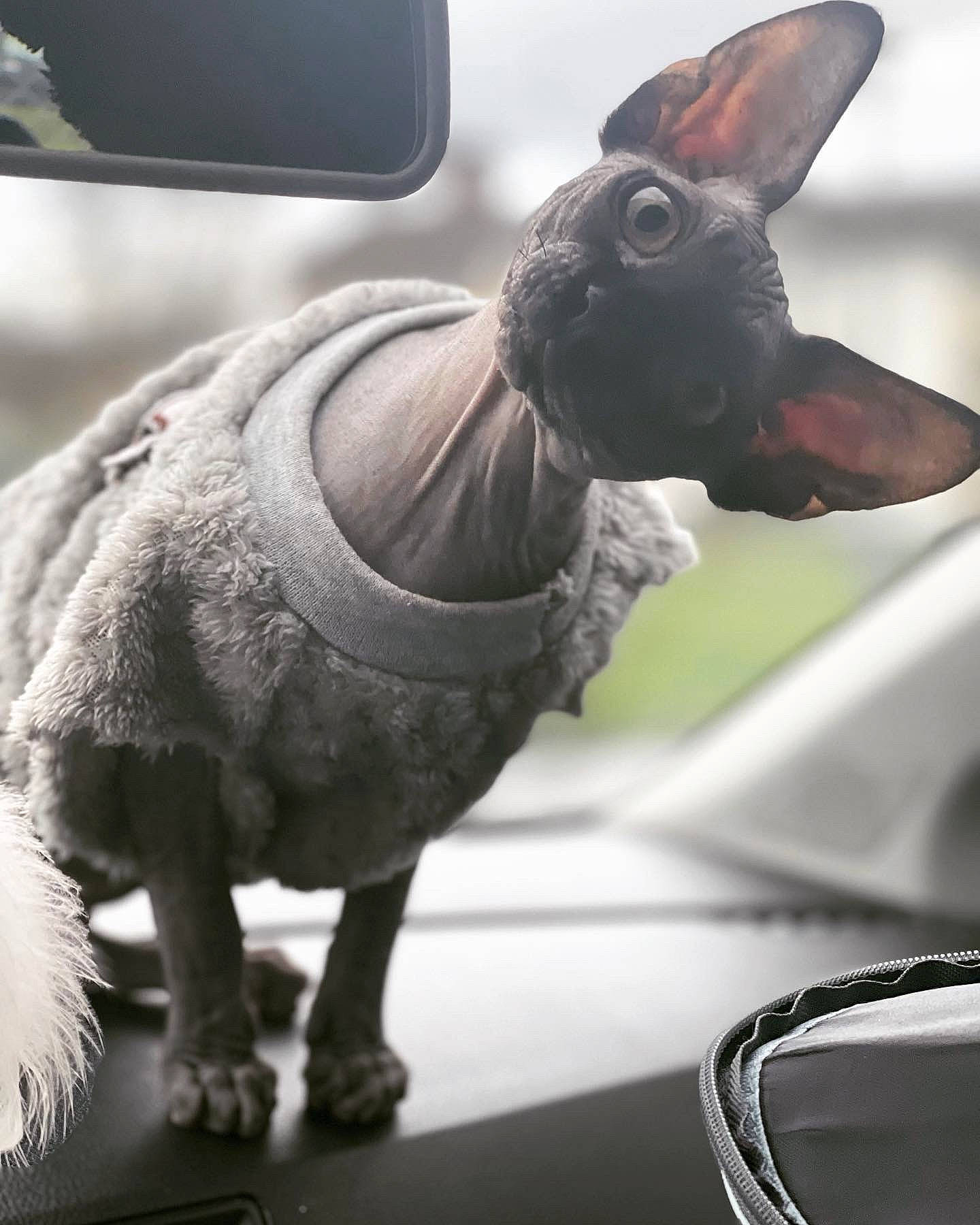 Tokyo participe au concours pour gagner de l'argent avec cette photo : automotive_lighting, automotive_mirror, canidae, carnivore, collar, companion_dog, dog, dog_breed, ear, fawn, mammal, snout, sporting_group, terrestrial_animal, toy, toy_dog, vertebrate, whiskers, window, working_animal