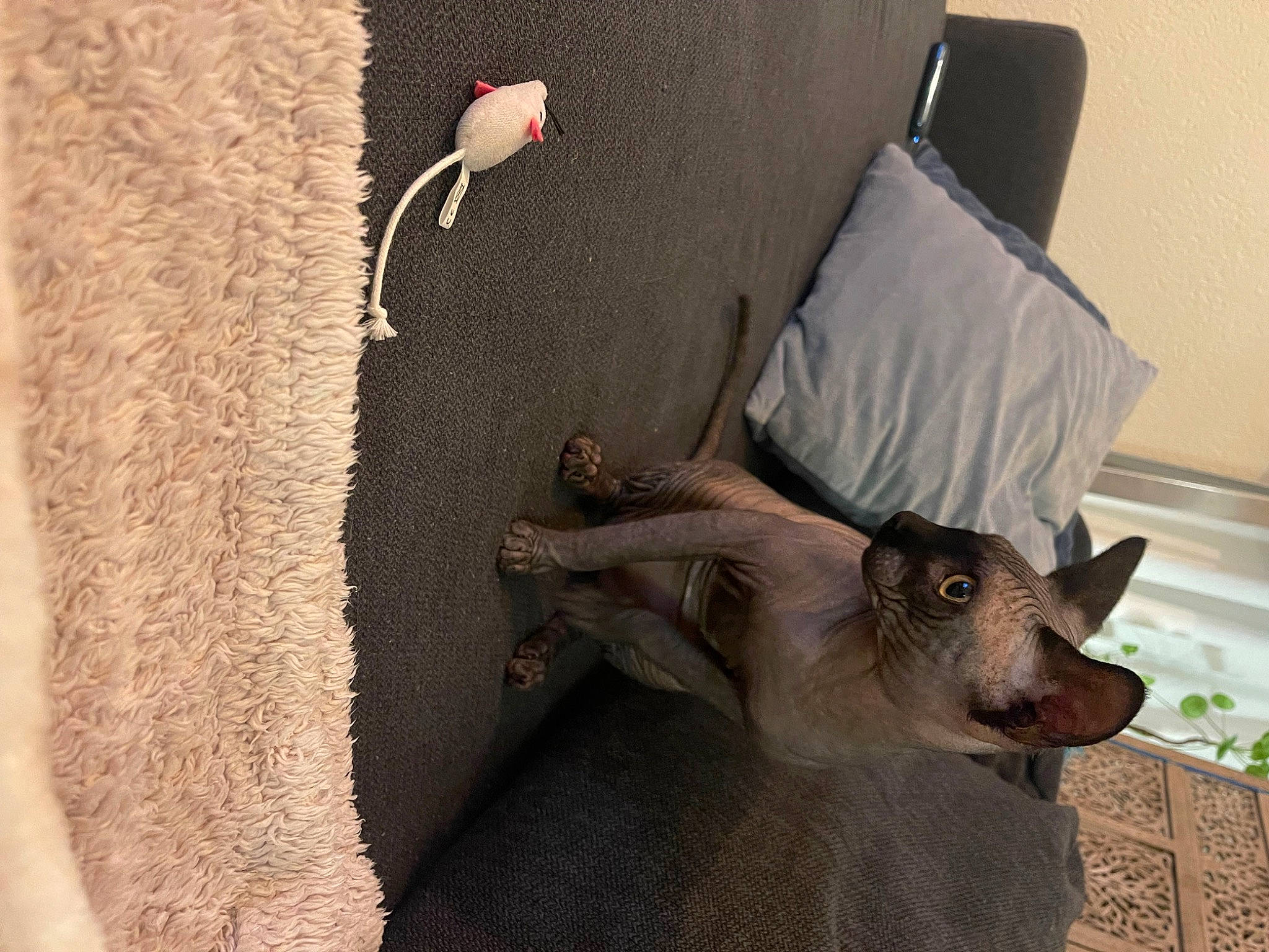 Tokyo participe au concours pour gagner de l'argent avec cette photo : canidae, carnivore, comfort, companion_dog, dog, dog_breed, fawn, felidae, floor, flooring, fur, grey, hardwood, linens, small_to_medium_sized_cats, sporting_group, tail, throw_pillow, wood, working_animal