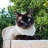 cat, siamese_cat, blue_eyes, animal, pet, feline, outdoor, greenery, bushes, stone_ledge, nature, closeup, portrait, resting, sunlight, whiskers, fur, cute, relaxed, mammal