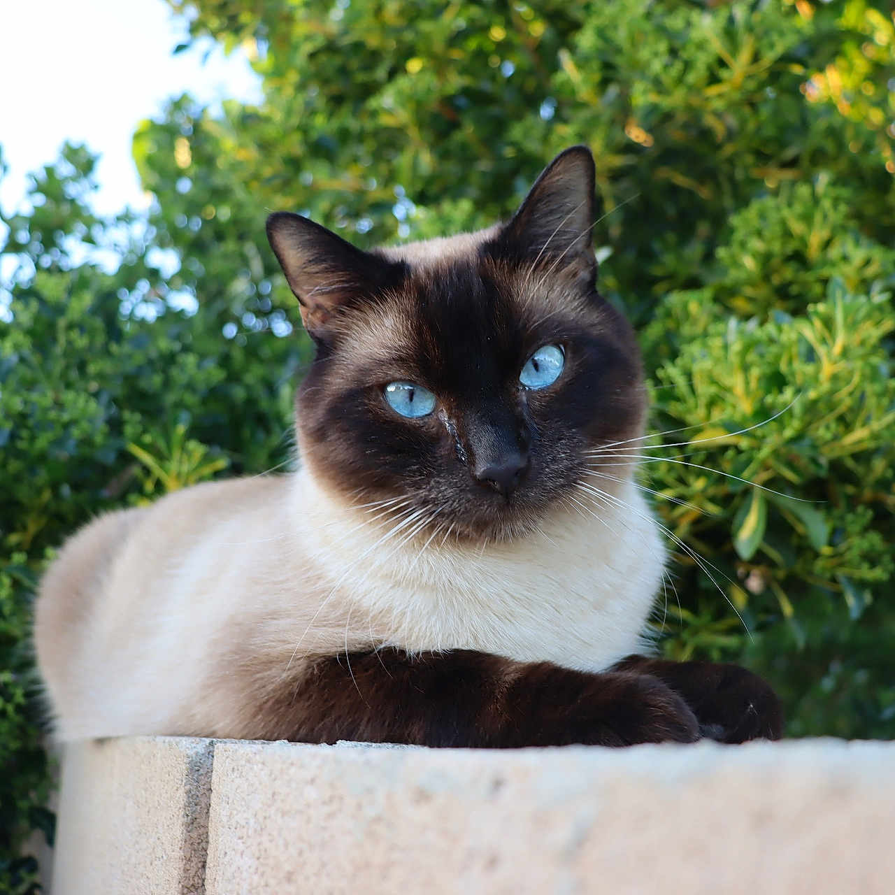Sai joined the competition — help win amazing prizes! cat, siamese_cat, blue_eyes, animal, pet, feline, outdoor, greenery, bushes, stone_ledge, nature, closeup, portrait, resting, sunlight, whiskers, fur, cute, relaxed, mammal