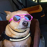 Carmella is registered to the contest to win money with this photo: dog, sunglasses, pet_car_seat, car_interior, window, tree, seatbelt, brown_fabric, small_dog, cool, sunlight, reflection, resting, canine, travel, seat, harness, shade, vehicle, relaxed