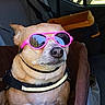 dog, sunglasses, pet_car_seat, car_interior, window, tree, seatbelt, brown_fabric, small_dog, cool, sunlight, reflection, resting, canine, travel, seat, harness, shade, vehicle, relaxed