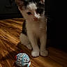 animal, black_and_white, cat, closeup, curious, domestic_cat, fabric_mouse, floor, indoor, kitten, paws, pet, playful, shadow, soft_light, string, toy, whiskers, wooden_floor, young_cat