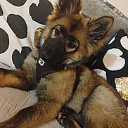 Ares a rejoint le concours — aidez-le/la à gagner de superbes lots ! dog, puppy, german_shepherd, pet, animal, bed, pillow, black_and_white, fur, ears, cute, indoor, relaxed, looking_at_camera, muzzle, collar, young, canine, resting, soft_fur