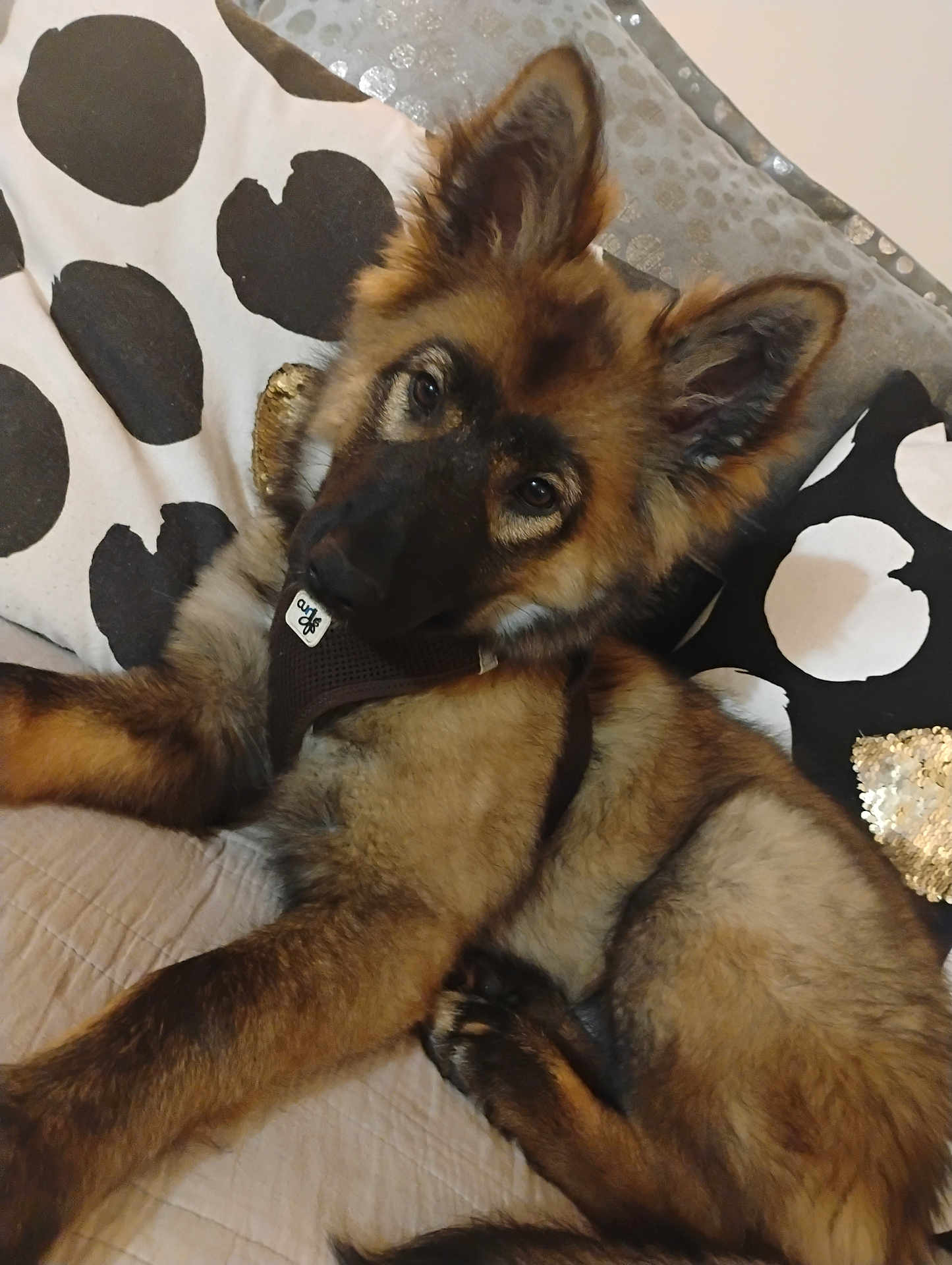 Ares a rejoint le concours — aidez-le/la à gagner de superbes lots ! dog, puppy, german_shepherd, pet, animal, bed, pillow, black_and_white, fur, ears, cute, indoor, relaxed, looking_at_camera, muzzle, collar, young, canine, resting, soft_fur