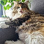cat, fluffy, feline, couch, indoor, pet, plant, greenery, fur, whiskers, relaxed, animal, cute, tongue, fangs, home, cozy, paw, resting, tabby