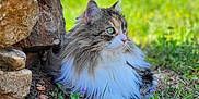 Kayenne a rejoint le concours — aidez-le/la à gagner de superbes lots ! cat, fluffy, outdoor, grass, stone_wall, greenery, nature, animal, pet, fur, relaxing, sunlight, closeup, portrait, mammal, wildlife, colorful, eyes, calm, resting