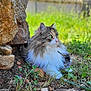 cat, fluffy, outdoor, grass, stone_wall, greenery, nature, animal, pet, fur, relaxing, sunlight, closeup, portrait, mammal, wildlife, colorful, eyes, calm, resting