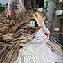 cat, close_up, fluffy, green_eyes, whiskers, indoor, pet, feline, fur, profile, nose, ear, plant, shelf, domestic_animal, animal_portrait, curious, soft_texture, background_blur, calm