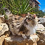 cat, fluffy, outdoor, rocks, greenery, sunlight, blue_sky, pet, animal, mammal, fur, whiskers, alert, nature, plant, portrait, daylight, curious, majestic, domestic_cat