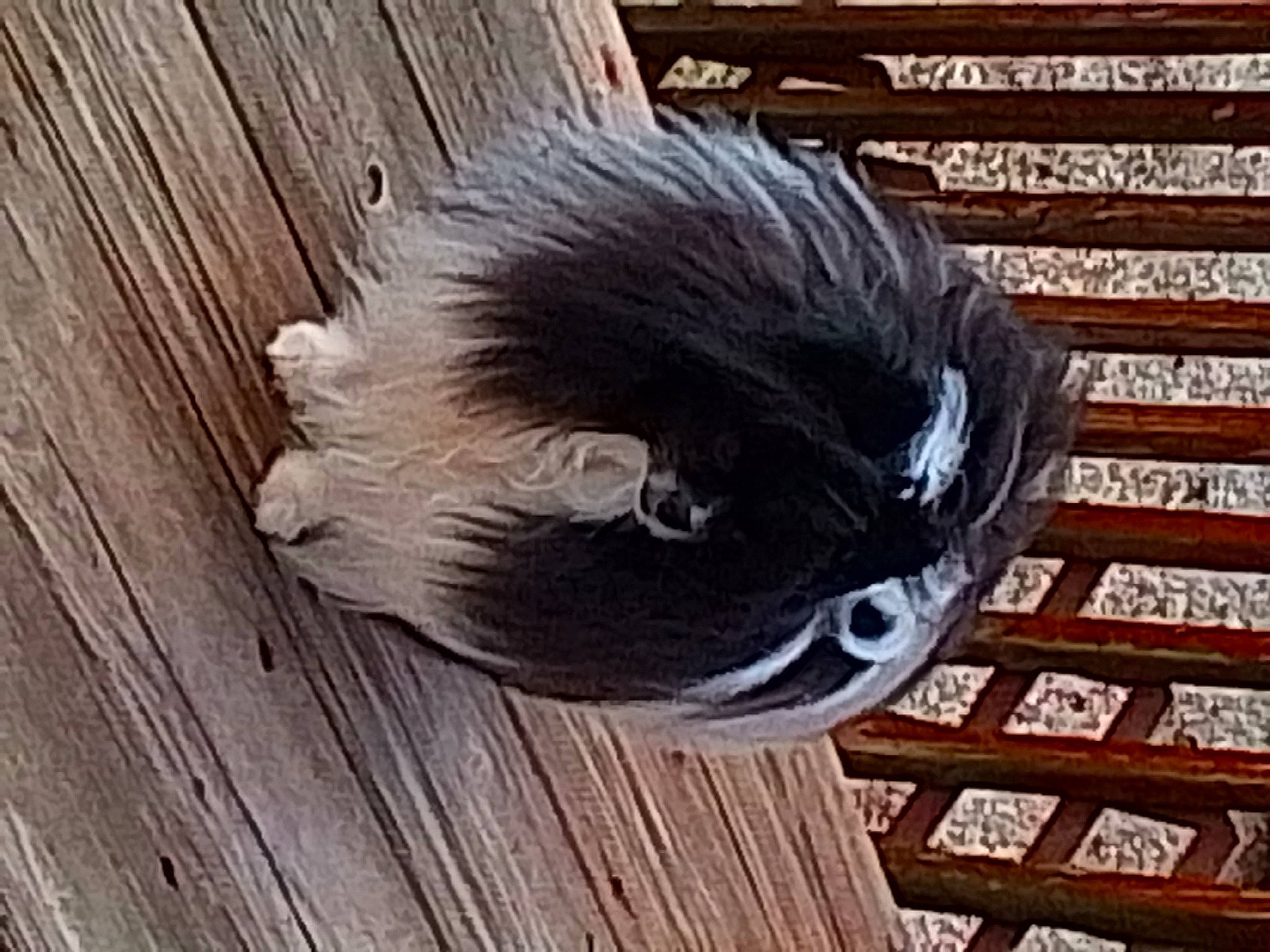 Kozmo joined the competition — help win amazing prizes! automotive_tire, beak, bird, feather, flooring, fur, hardwood, metal, natural_material, plank, plant, tail, terrestrial_animal, tree, trunk, varnish, wing, wood, wood_flooring, wood_stain