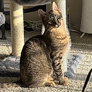 Dakota joined the competition — help win amazing prizes! animal, carpet, cat, close_up, cozy, curious, domestic_cat, ears, feline, fur, furniture, household, indoor, pet, scratching_post, sitting, sunlight, tabby_cat, tail, whiskers