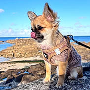 Gucci a rejoint le concours — aidez-le/la à gagner de superbes lots ! dog, small_dog, knitted_sweater, harness, seaside, rocky_shore, ocean, blue_sky, clouds, stone_ledge, pet, leash, cute, playful, licking_nose, outdoor, nature, sunny, calm, coastal