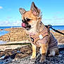 dog, small_dog, knitted_sweater, harness, seaside, rocky_shore, ocean, blue_sky, clouds, stone_ledge, pet, leash, cute, playful, licking_nose, outdoor, nature, sunny, calm, coastal