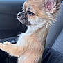Gucci a rejoint le concours — aidez-le/la à gagner de superbes lots ! dog, chihuahua, small_dog, pet, car_interior, window, ears, fur, side_profile, alert, cute, animal, canine, companion, domestic_animal, sitting, looking_out, daylight, indoor, closeup