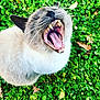 Misty participe au concours pour gagner de l'argent avec cette photo : cat, yawning, close_up, teeth, tongue, fur, whiskers, greenery, outdoor, nature, leaf, animal, pet, mammal, cute, fluffy, head, mouth_open, wildlife, garden