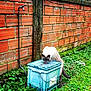 cat, brick_wall, blue_container, greenery, grass, moss, outdoor, animal, pet, curious, licking, feline, rustic, nature, old_wall, concrete, mossy, side_view, daylight, urban