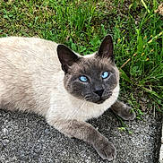 Misty participe au concours pour gagner de l'argent avec cette photo : cat, siamese_cat, blue_eyes, animal, pet, feline, grass, flower, red_flower, nature, outdoor, concrete, resting, fur, whiskers, closeup, cute, relaxed, mammal, portrait