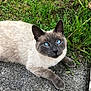 cat, siamese_cat, blue_eyes, animal, pet, feline, grass, flower, red_flower, nature, outdoor, concrete, resting, fur, whiskers, closeup, cute, relaxed, mammal, portrait