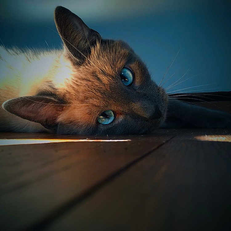 Misty participe au concours pour gagner de l'argent avec cette photo : animal, blue_eyes, calm, cat, close_up, cute, domestic_animal, ears, feline, fur, indoor, laying_down, moody, pet, portrait, relaxation, resting, soft_light, whiskers, wooden_floor