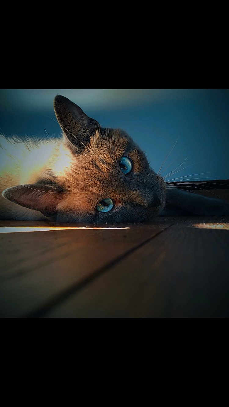Misty participe au concours pour gagner de l'argent avec cette photo : cat, blue_eyes, close_up, wooden_floor, indoor, pet, feline, resting, animal, whiskers, ears, fur, portrait, calm, soft_light, moody, relaxation, cute, domestic_animal, laying_down