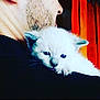 Misty participe au concours pour gagner de l'argent avec cette photo : kitten, cat, man, shoulder, closeup, portrait, furry, pet, animal, indoor, human, head, face, beard, black_clothing, cute, resting, warm, intimate, background