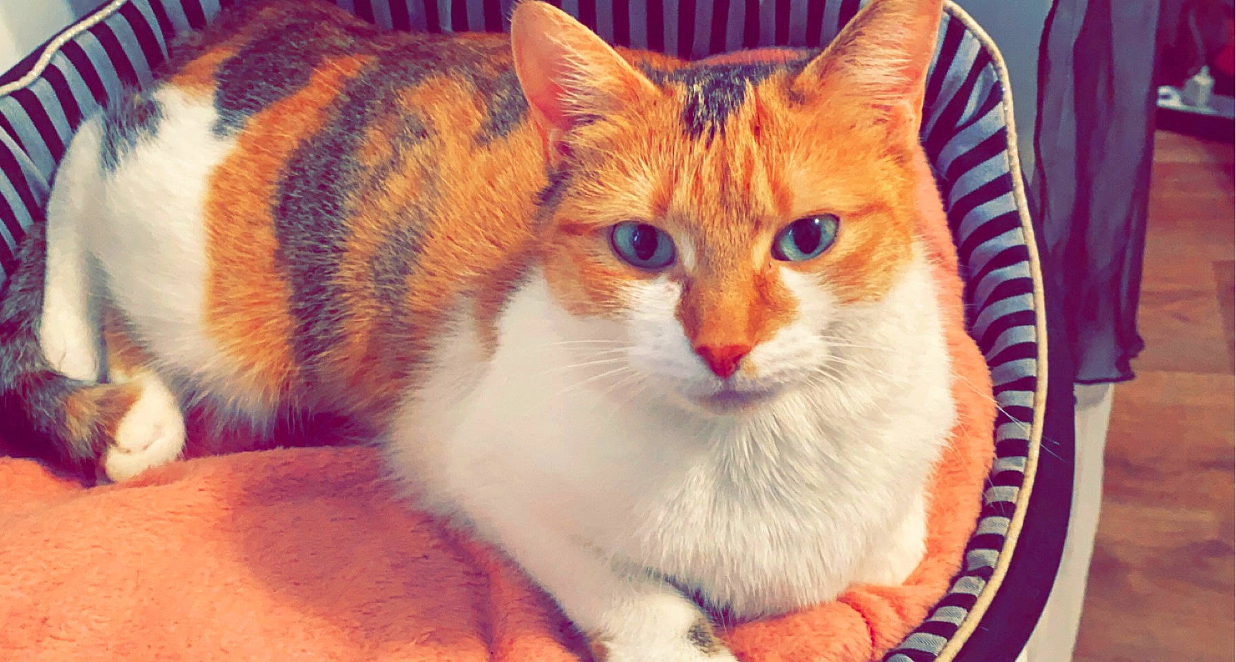 Peetaah