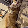 cat, orange_cat, white_cat, pet, animal, lying_down, blanket, cozy, indoor, furniture, cabinet, relaxed, cute, fur, whiskers, paws, sleepy, home, domestic, portrait