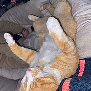 Vroom Et Stella participe au concours pour gagner de l'argent avec cette photo : cat, orange_cat, white_cat, sleeping, relaxed, bed, blanket, cozy, indoor, christmas_tree, holiday_decor, furniture, home, pet, fur, animal, resting, cute, domestic_cat, comfort