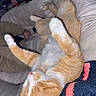 cat, orange_cat, white_cat, sleeping, relaxed, bed, blanket, cozy, indoor, christmas_tree, holiday_decor, furniture, home, pet, fur, animal, resting, cute, domestic_cat, comfort