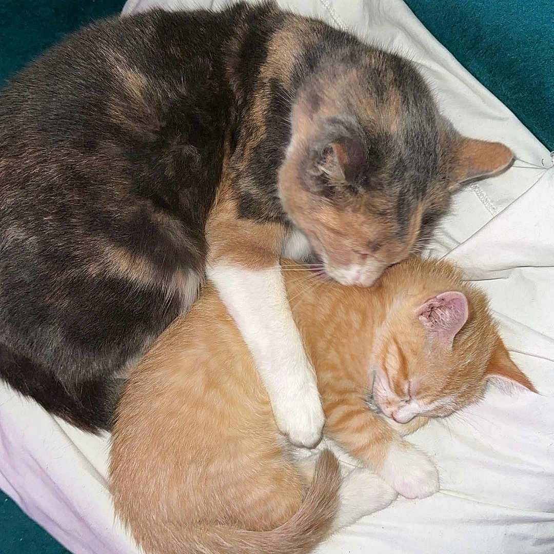 Vroom Et Stella participe au concours pour gagner de l'argent avec cette photo : cat, cats, kitten, sleeping, snuggling, pillow, couch, feline, pet, animal, cute, domestic, fur, resting, cozy, grooming, orange_cat, calico_cat, indoor, affection