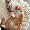 Vroom Et Stella participe au concours pour gagner de l'argent avec cette photo : cat, orange_cat, white_cat, sleeping, cozy, blanket, floor_tiles, human_legs, pink_socks, black_pants, cute, pet, relaxed, indoor, fur, paw, resting, adorable, comfy, napping