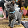 kitten, gray_cat, blue_collar, curious, feline, young_animal, pet, walking, wooden_floor, indoor, close_up, soft_fur, small, cute, domestic_cat, whiskers, ears, tail, focused, background_blur