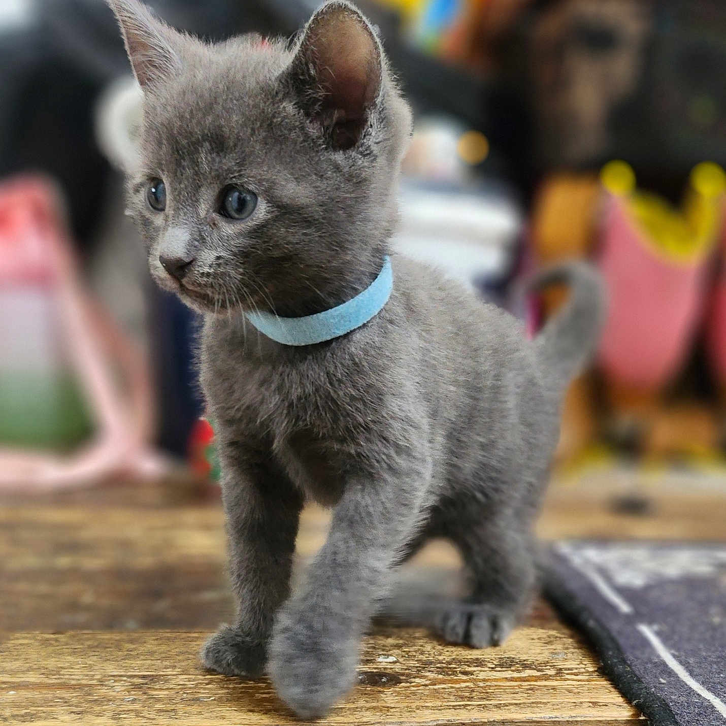 Mr Grey is registered to the contest to win money with this photo: background_blur, blue_collar, close_up, curious, cute, domestic_cat, ears, feline, focused, gray_cat, indoor, kitten, pet, small, soft_fur, tail, walking, whiskers, wooden_floor, young_animal