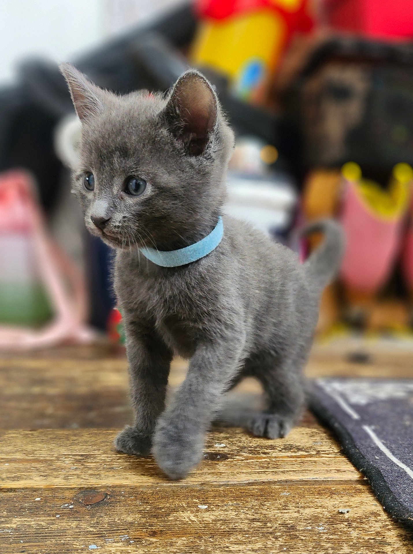 Mr Grey is registered to the contest to win money with this photo: kitten, gray_cat, blue_collar, curious, feline, young_animal, pet, walking, wooden_floor, indoor, close_up, soft_fur, small, cute, domestic_cat, whiskers, ears, tail, focused, background_blur