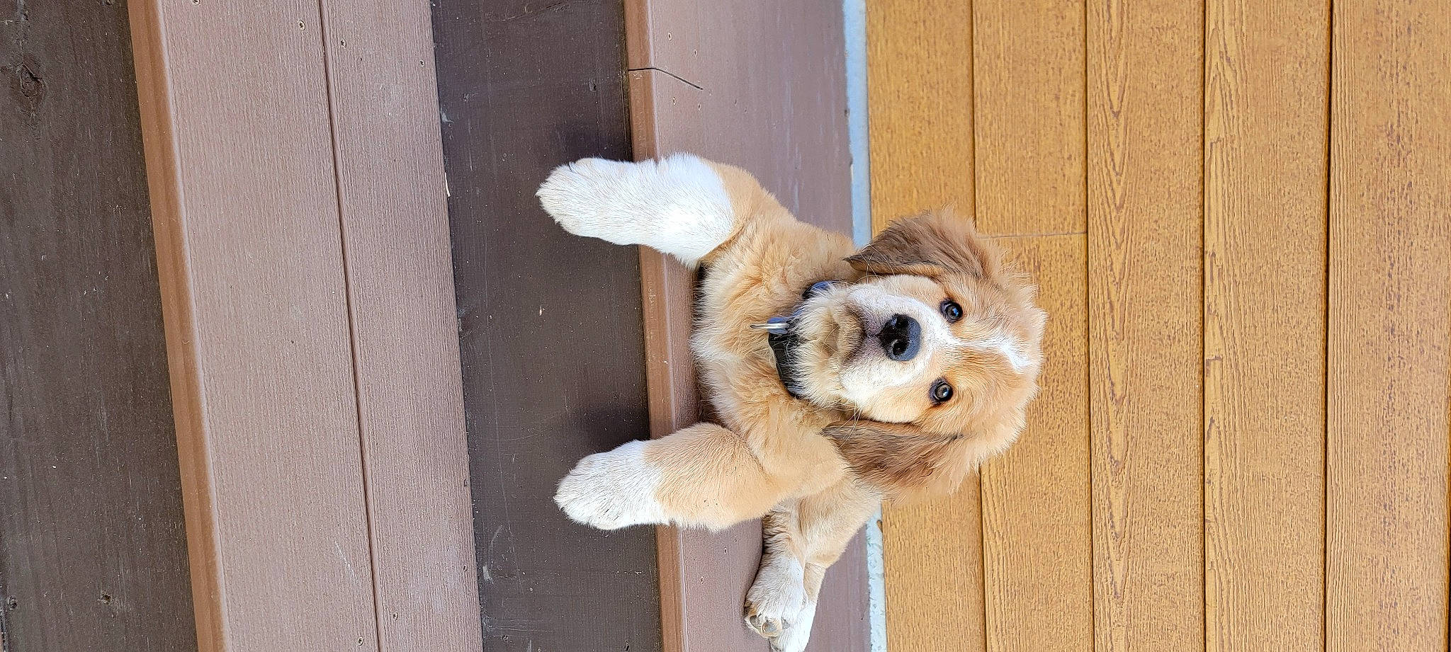 Bross is registered to the contest to win money with this photo: animal_shelter, canidae, carnivore, companion_dog, dog, dog_breed, dog_supply, door, fawn, fur, paw, pet_supply, snout, sporting_group, tail, terrestrial_animal, toy_dog, whiskers, wood, working_animal