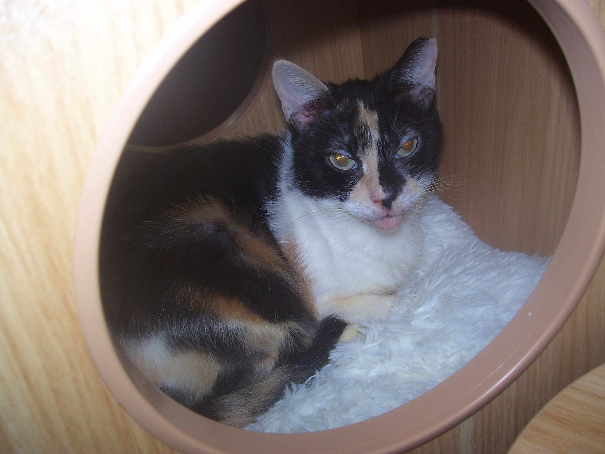 Maybelle