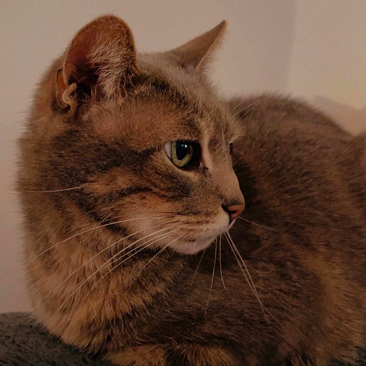 Misti