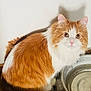 Gambit is registered to the contest to win money with this photo: bowl, cat, close_up, curious, fluffy, fur_texture, ginger_cat, indoor, longhair, orange_and_white, pet, pink_nose, portrait, round_eyes, shadow, sitting, water_bowl, whiskers, white_wall, wooden_floor