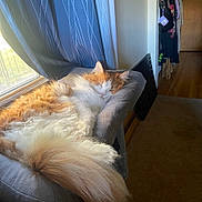 Gambit is registered to the contest to win money with this photo: afternoon_light, cat, cozy, curtain, cushion, fluffy_tail, fur, hallway, home_interior, indoor, orange_cat, pet_bed, pink_nose, relaxed_pet, resting, sleeping, sunlight, whiskers, window, wooden_floor