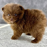 Bear is registered to the contest to win money with this photo: adorable, animal, brown, closeup, curious, cute, dog, eyes, fluffy, furry, indoor, mammal, nose, pet, portrait, puppy, small, soft_texture, standing, young