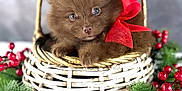 Bear is registered to the contest to win money with this photo: adorable, basket, closeup, cute, decor, dog, eyes, festive, fluffy, fur, holiday, indoor, nose, paws, pet, pine_branches, puppy, red_berries, red_bow, wicker