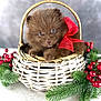 adorable, basket, closeup, cute, decor, dog, eyes, festive, fluffy, fur, holiday, indoor, nose, paws, pet, pine_branches, puppy, red_berries, red_bow, wicker