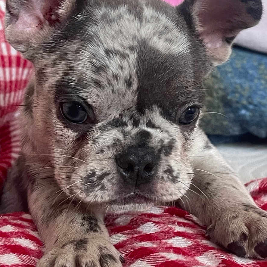 Max joined the competition — help win amazing prizes! adorable, animal, blanket, checkered, close_up, cozy, cute, dog, domestic, ears, face, fur, indoor, lying_down, pet, puppy, red, resting, white, young