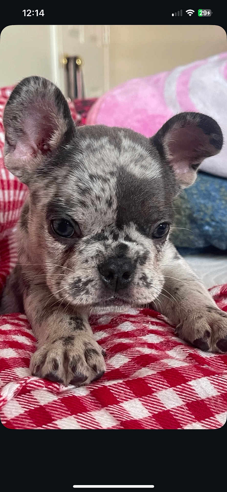 Max joined the competition — help win amazing prizes! puppy, dog, close_up, indoor, blanket, red, white, checkered, face, ears, cute, pet, fur, animal, resting, lying_down, young, adorable, domestic, cozy